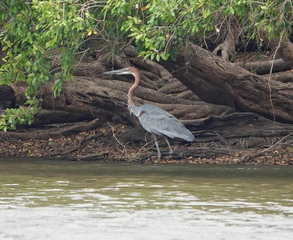 Goliath Heron - ML646277287