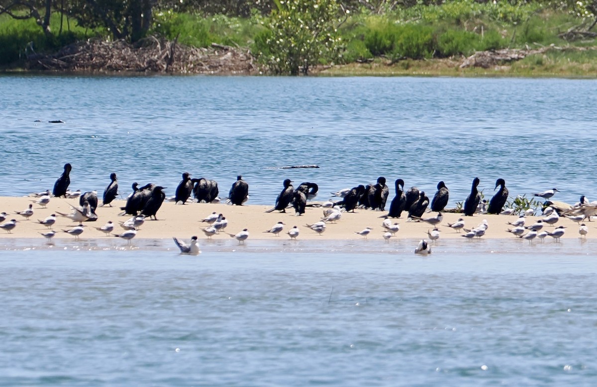 Little Black Cormorant - ML646277292