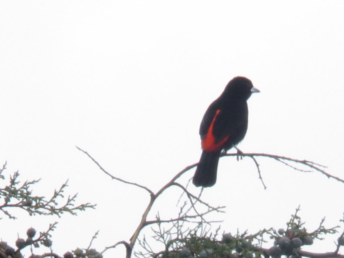 Flame-rumped Tanager - ML646277295