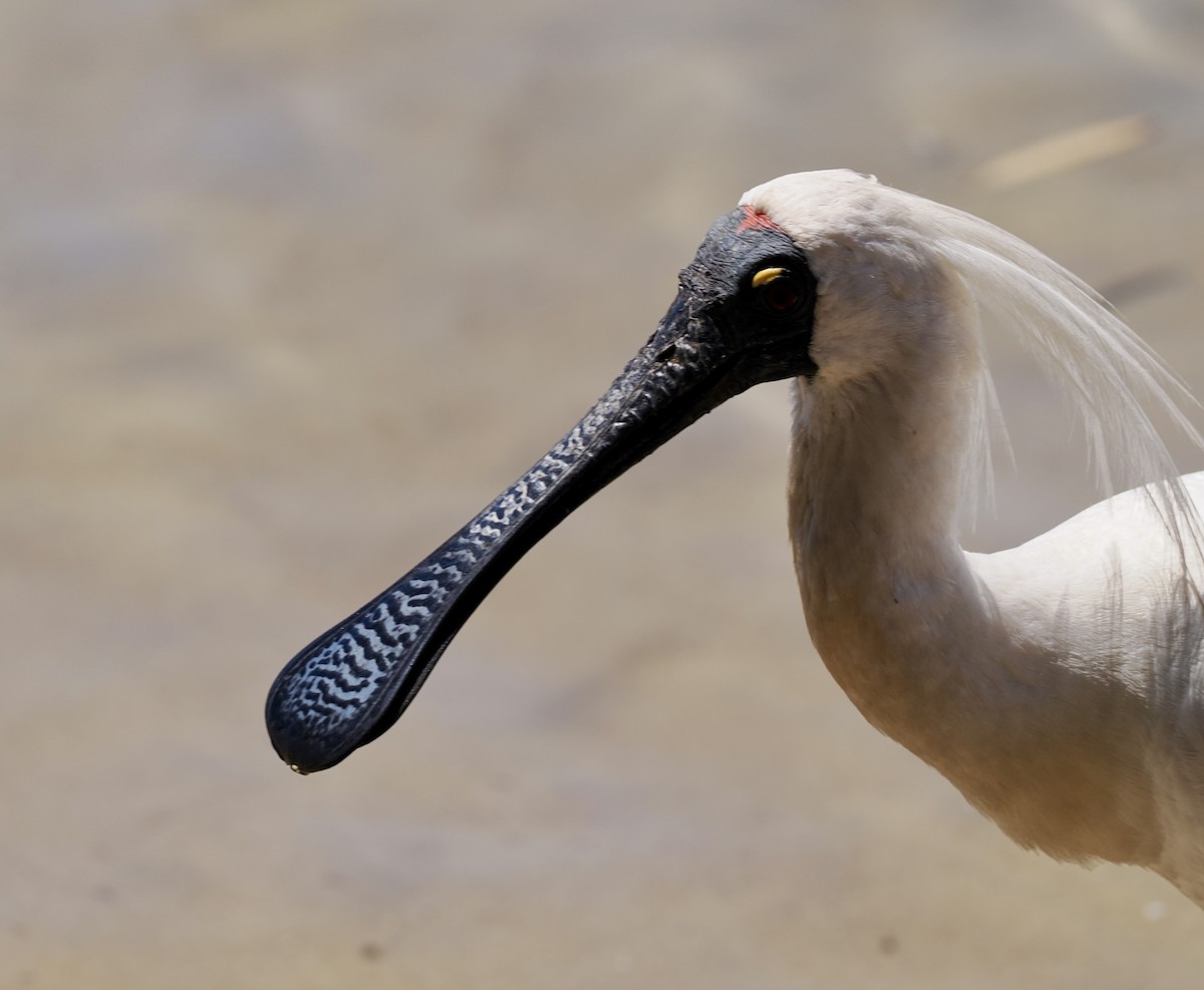 Royal Spoonbill - ML646277296