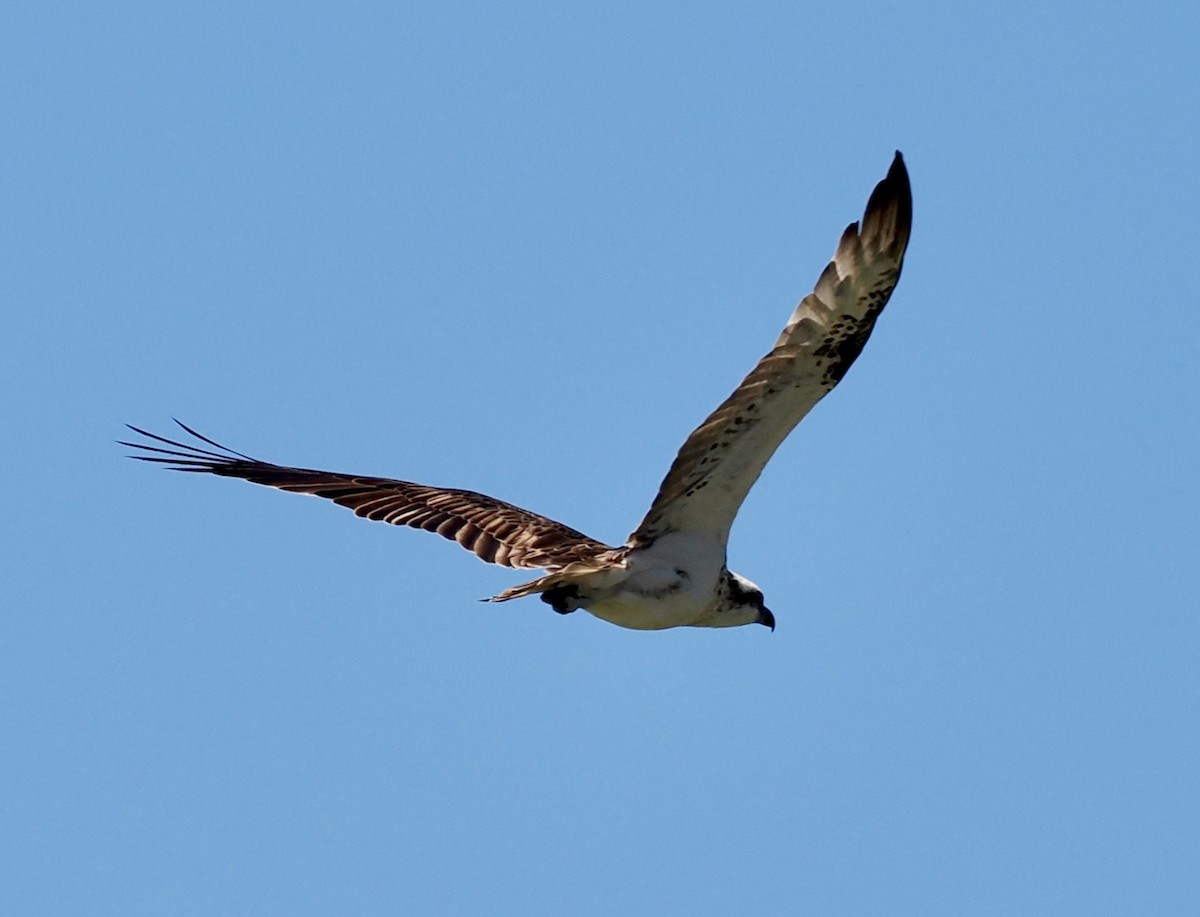 Falco pescatore - ML646277298