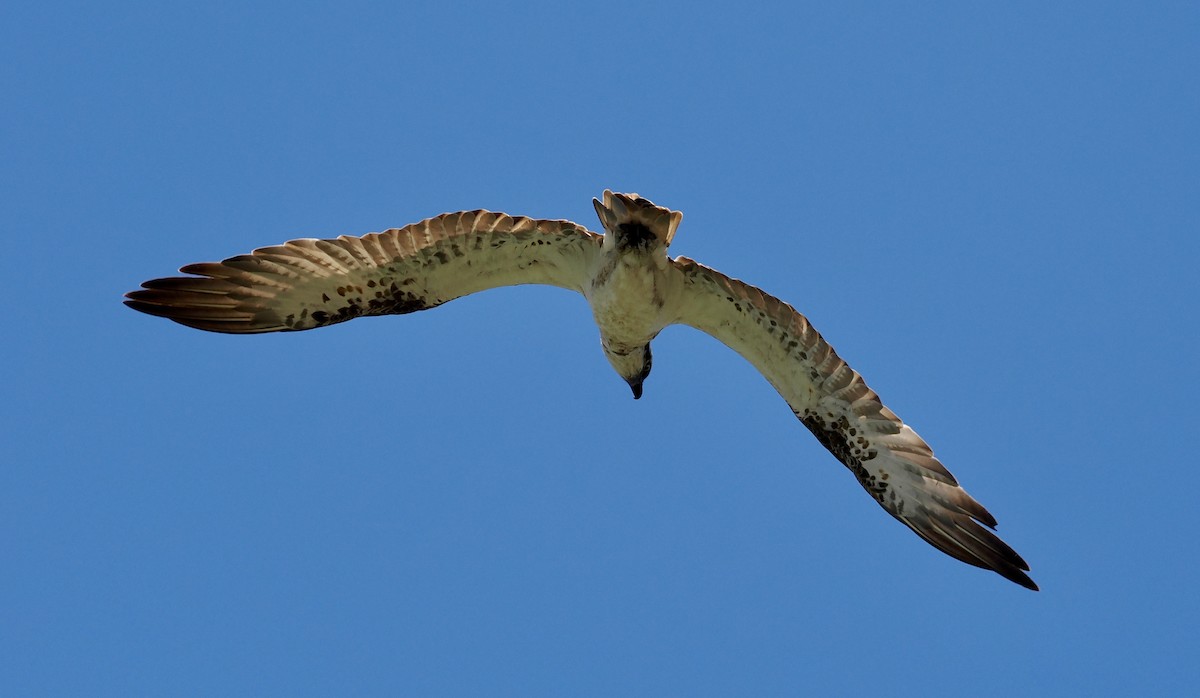 Falco pescatore - ML646277299