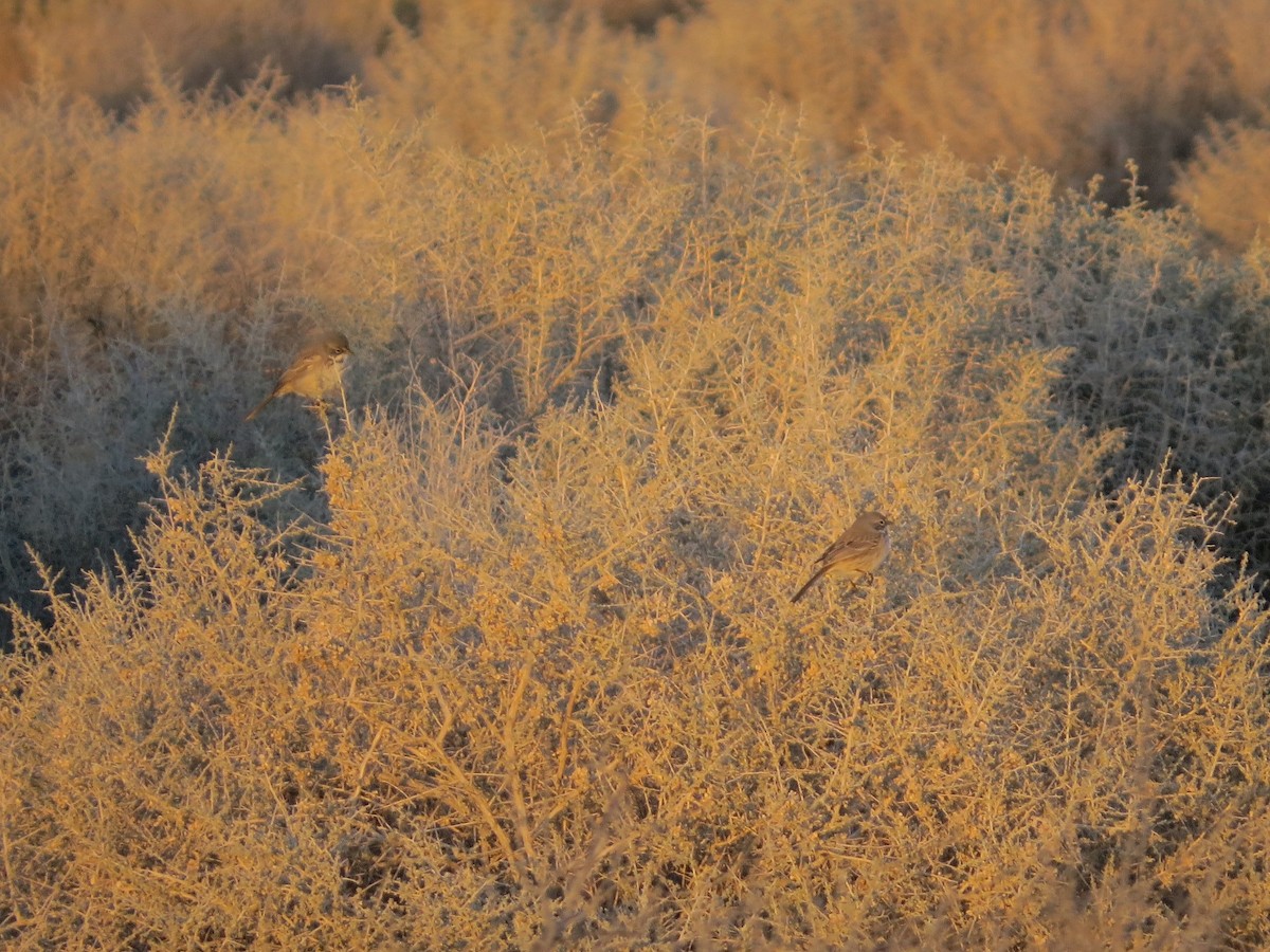 Salbeiammer - ML646277305