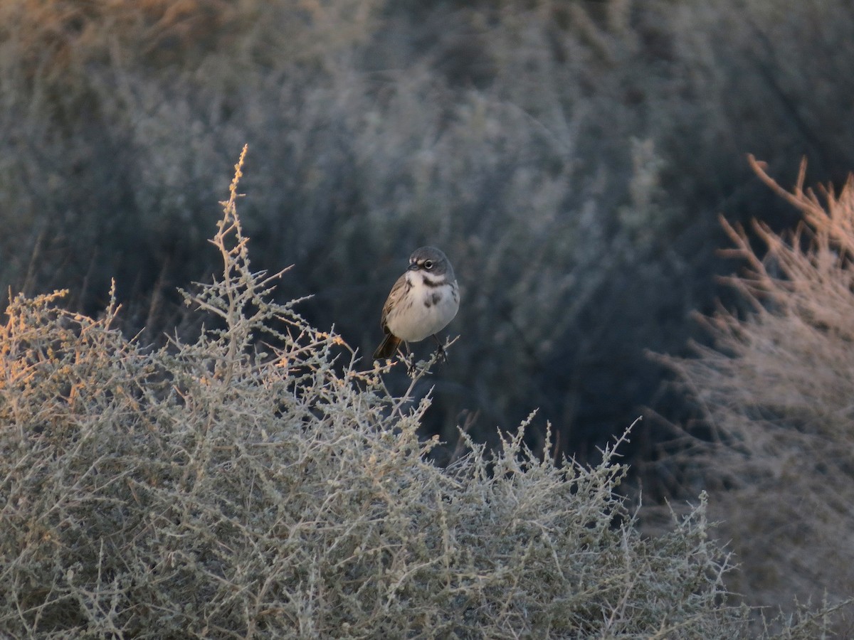 Salbeiammer - ML646277306