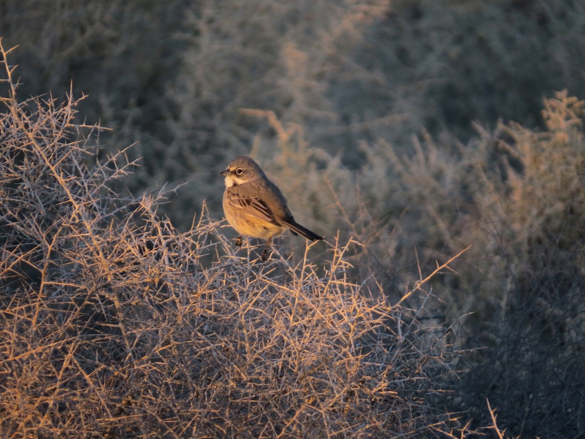 Salbeiammer - ML646277307