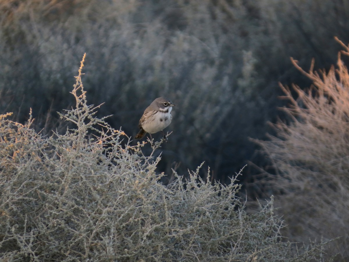 Salbeiammer - ML646277308