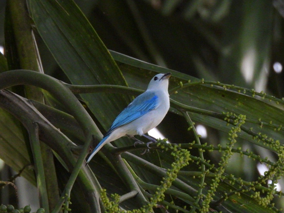 Bischofstangare - ML646277310