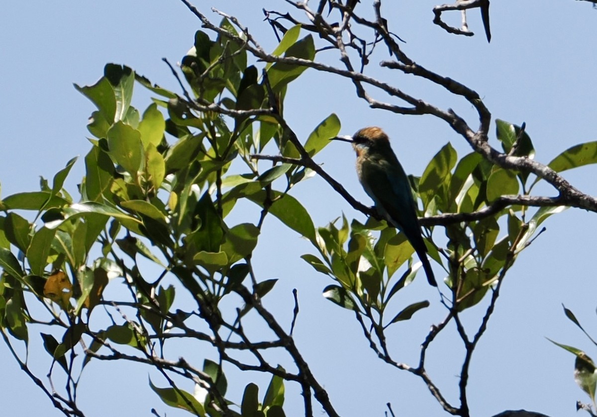 Regenbogenspint - ML646277312