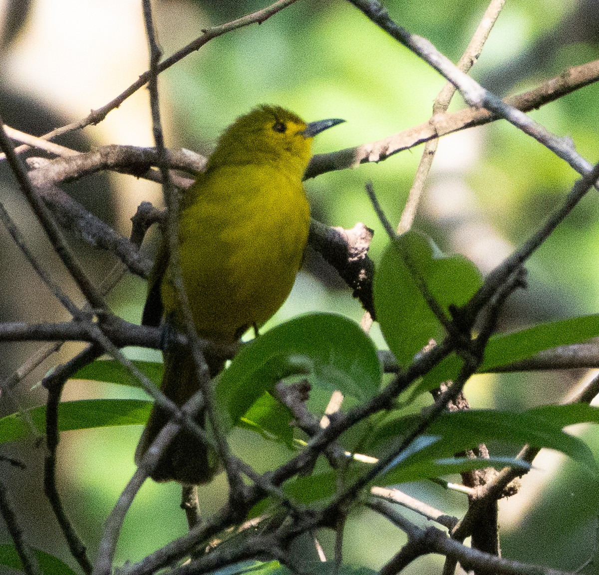 Goldbrauenbülbül - ML646277314