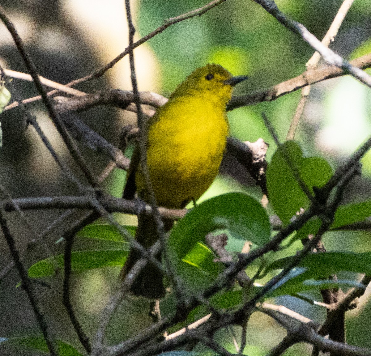 Goldbrauenbülbül - ML646277315