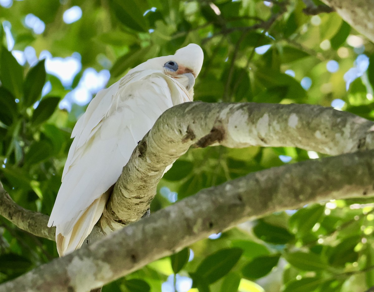 Nacktaugenkakadu - ML646277316