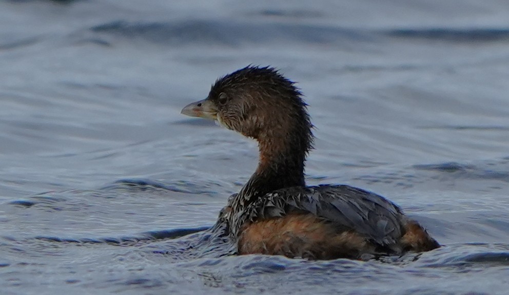 Bindentaucher - ML646277319