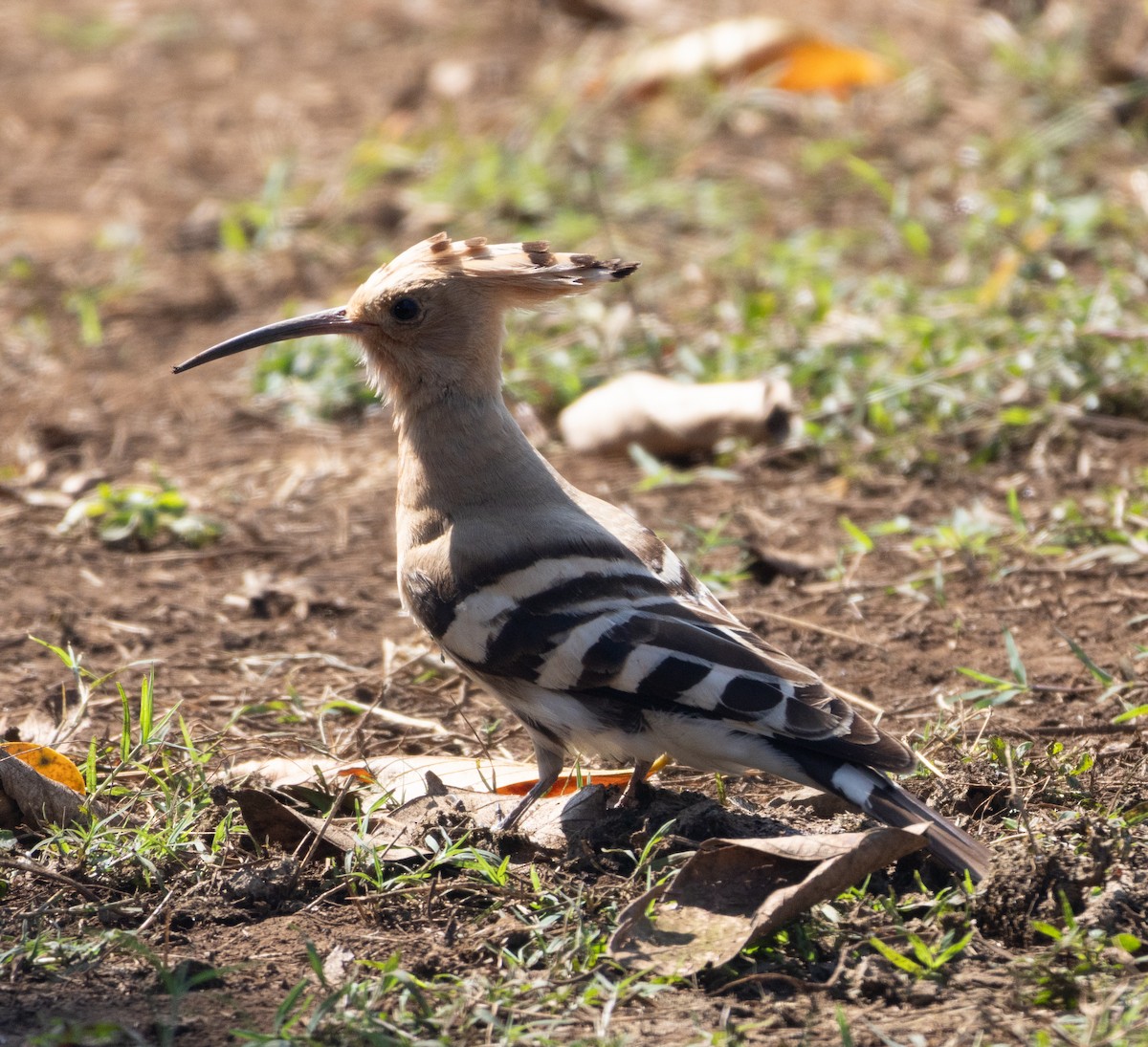 Wiedehopf - ML646277320