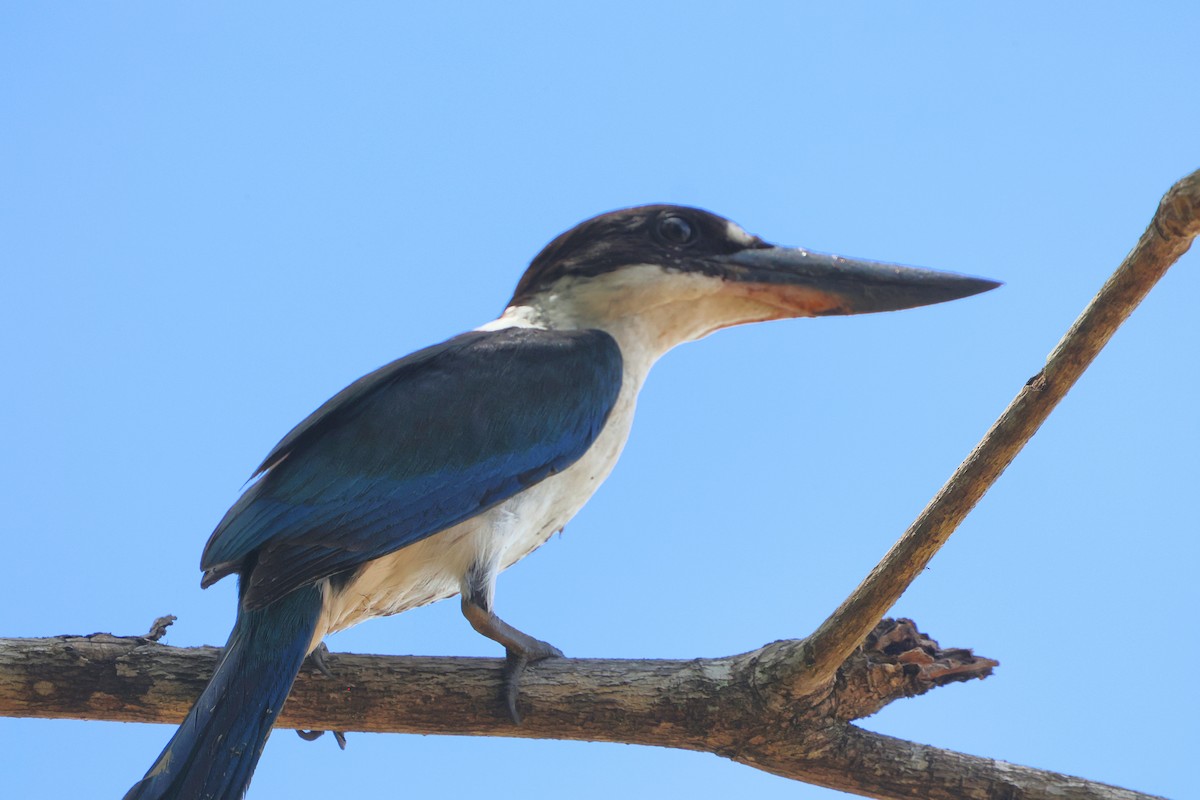 Gouldliest - ML646277321