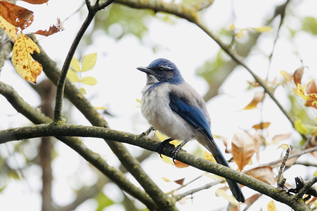 Kalifornienhäher - ML646277322