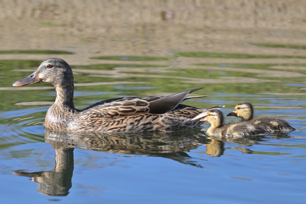 Stockente - ML646277323