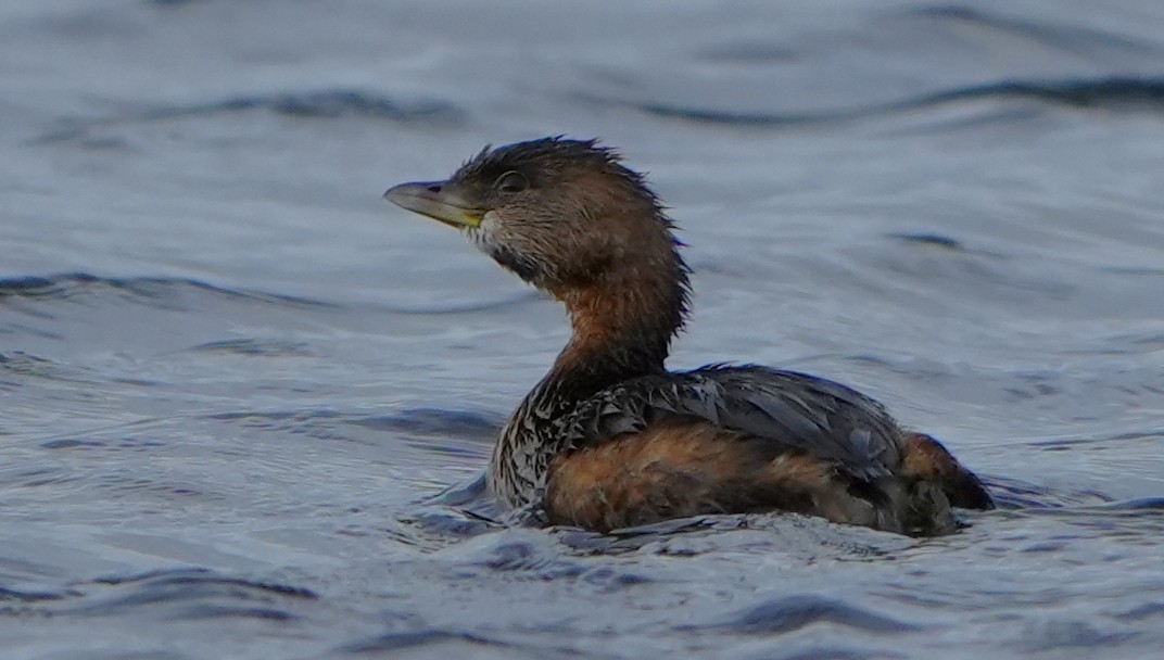 Bindentaucher - ML646277324