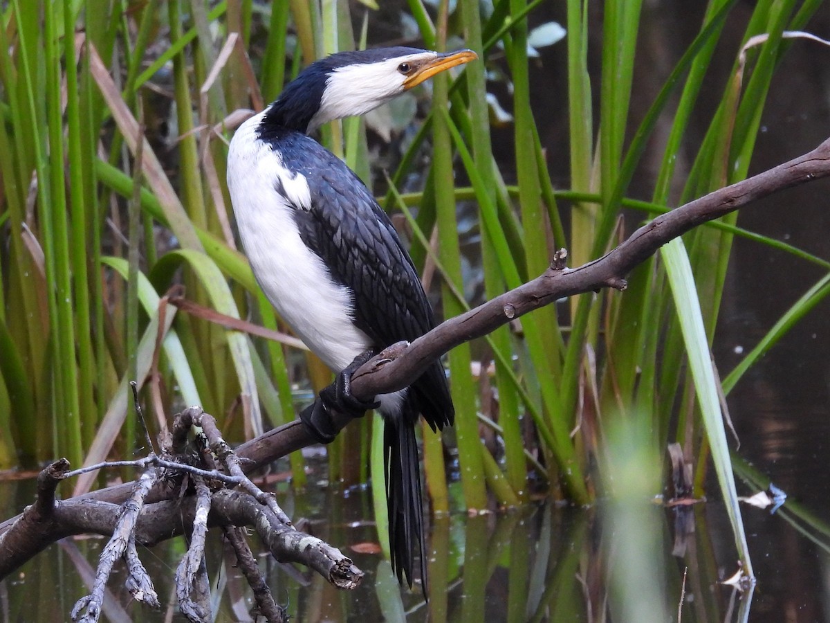 Kräuselscharbe - ML646277325