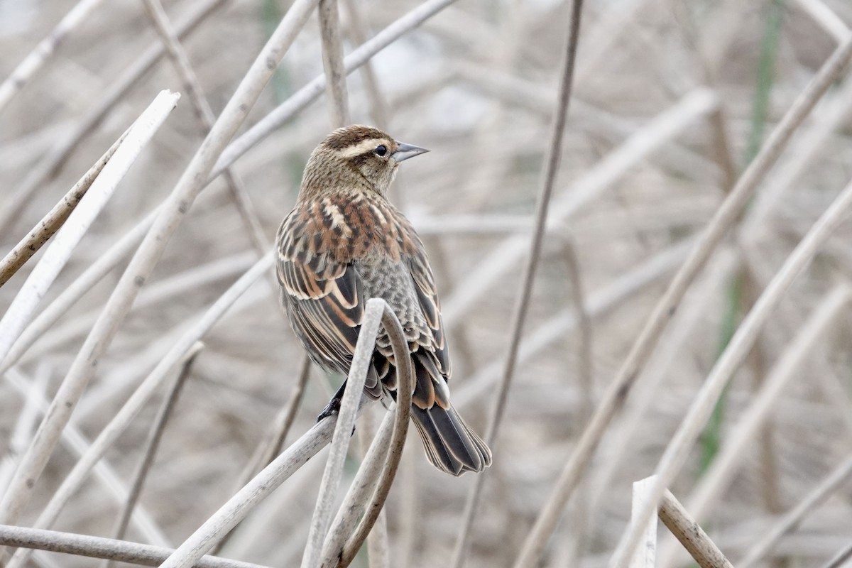 Rotflügelstärling - ML646277326