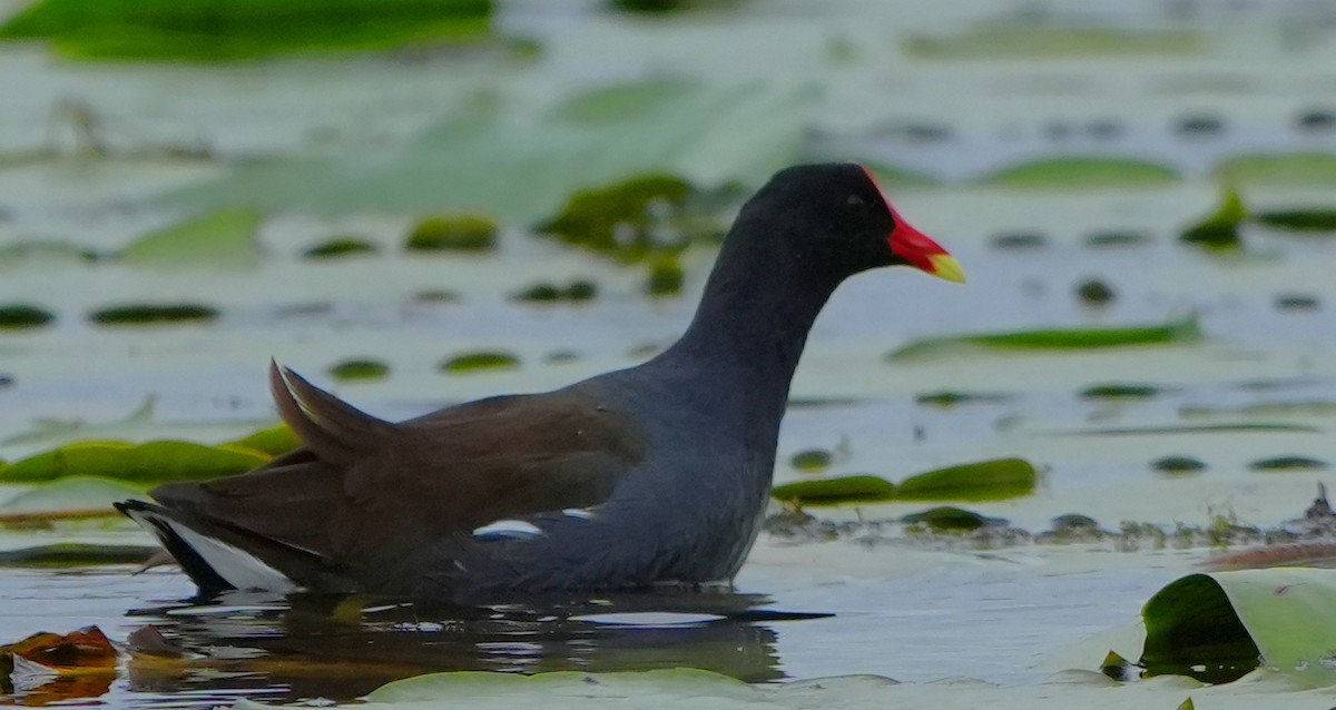 Amerikateichhuhn - ML646277327