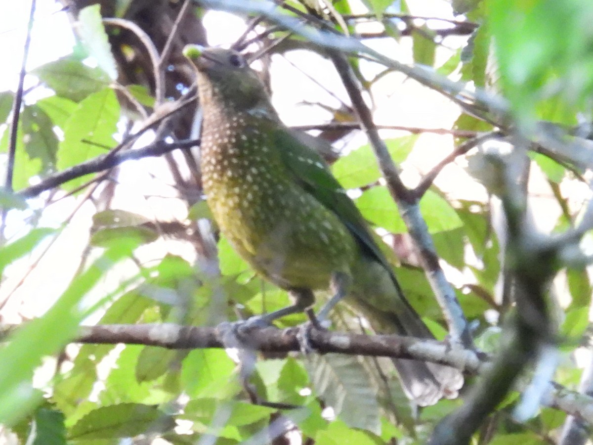 Green Catbird - ML646277328