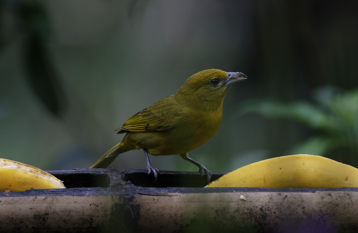 Hepatic Tanager - ML646277341