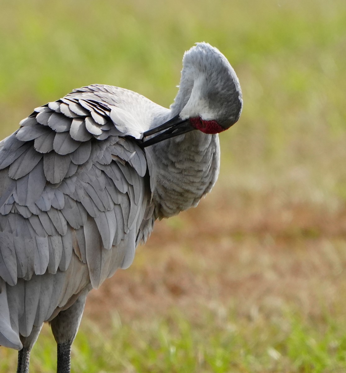 Sandhill Crane - ML646277342