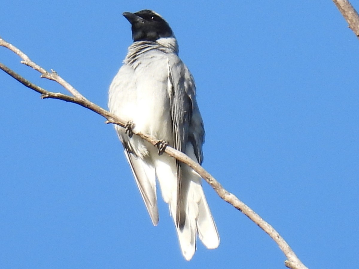 Black-faced Cuckooshrike - ML646277345
