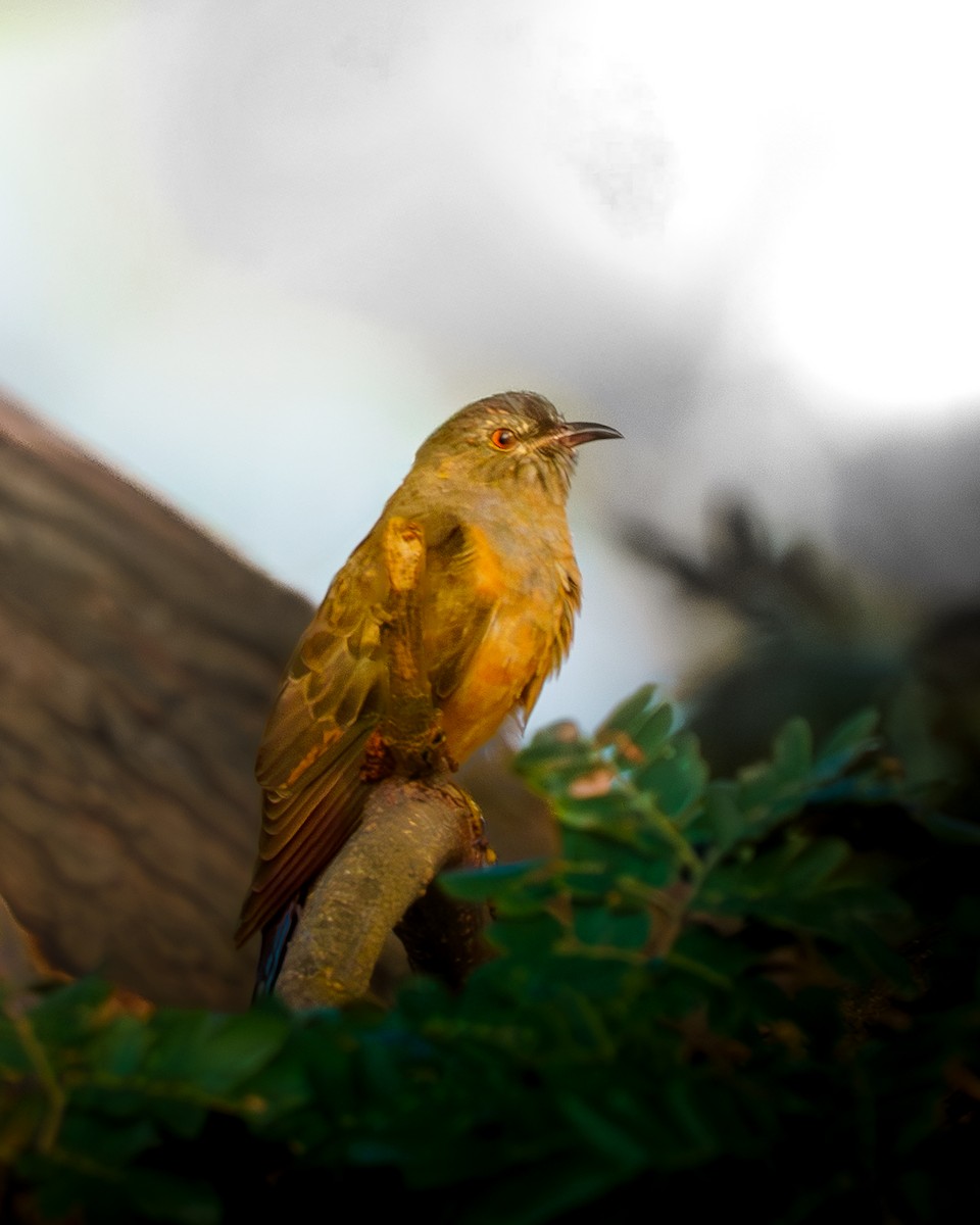 Plaintive Cuckoo - ML646277347