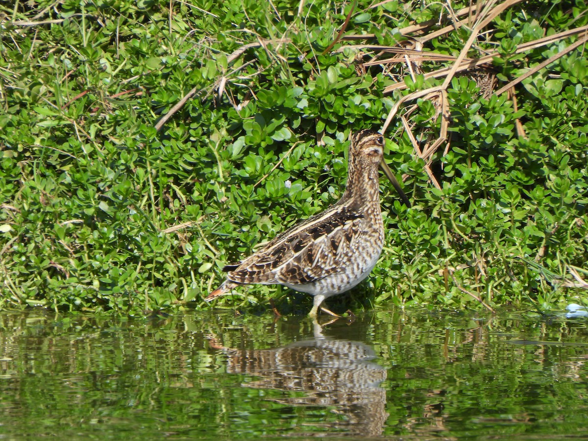 Wilson's Snipe - ML646277348