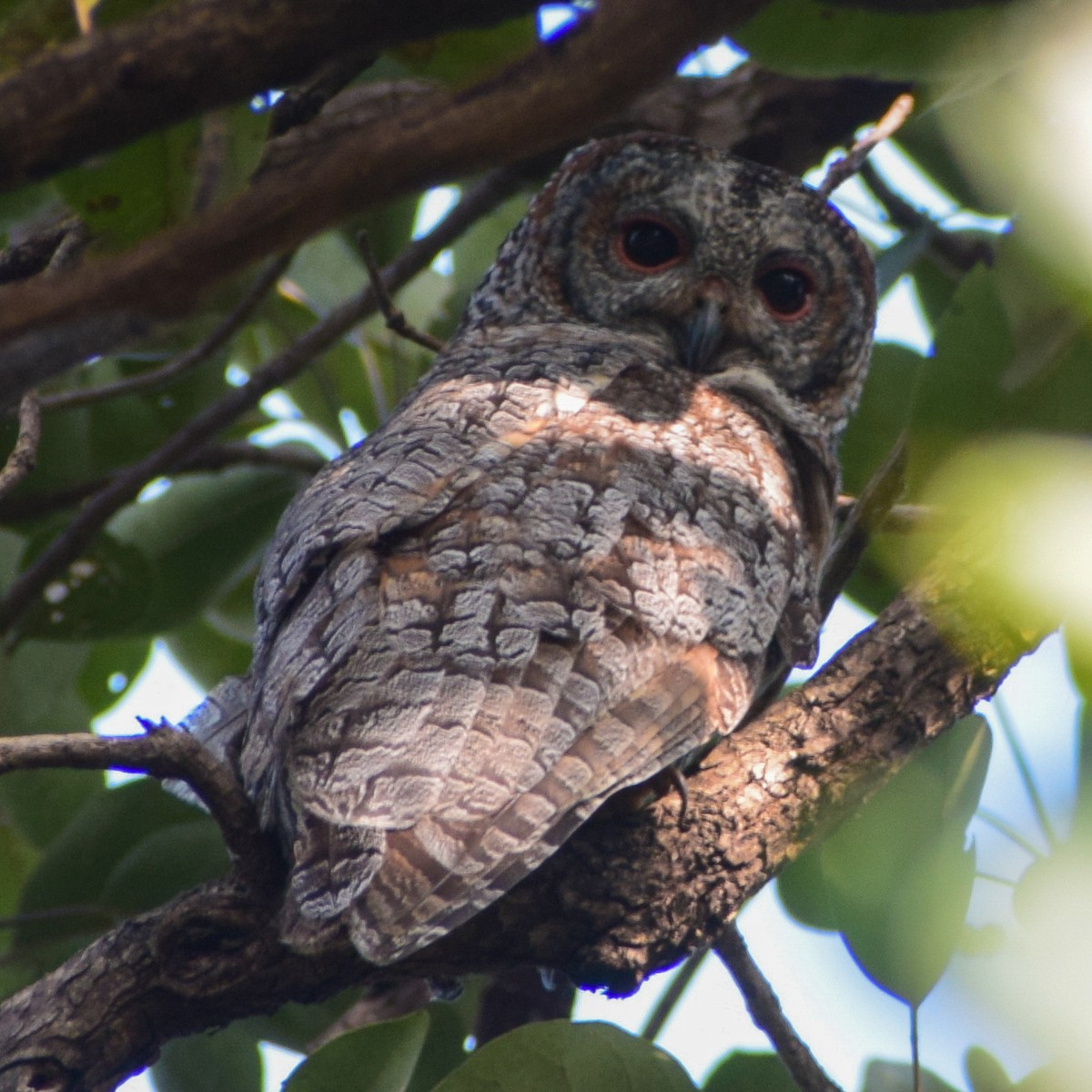 Mottled Wood-Owl - ML646277349