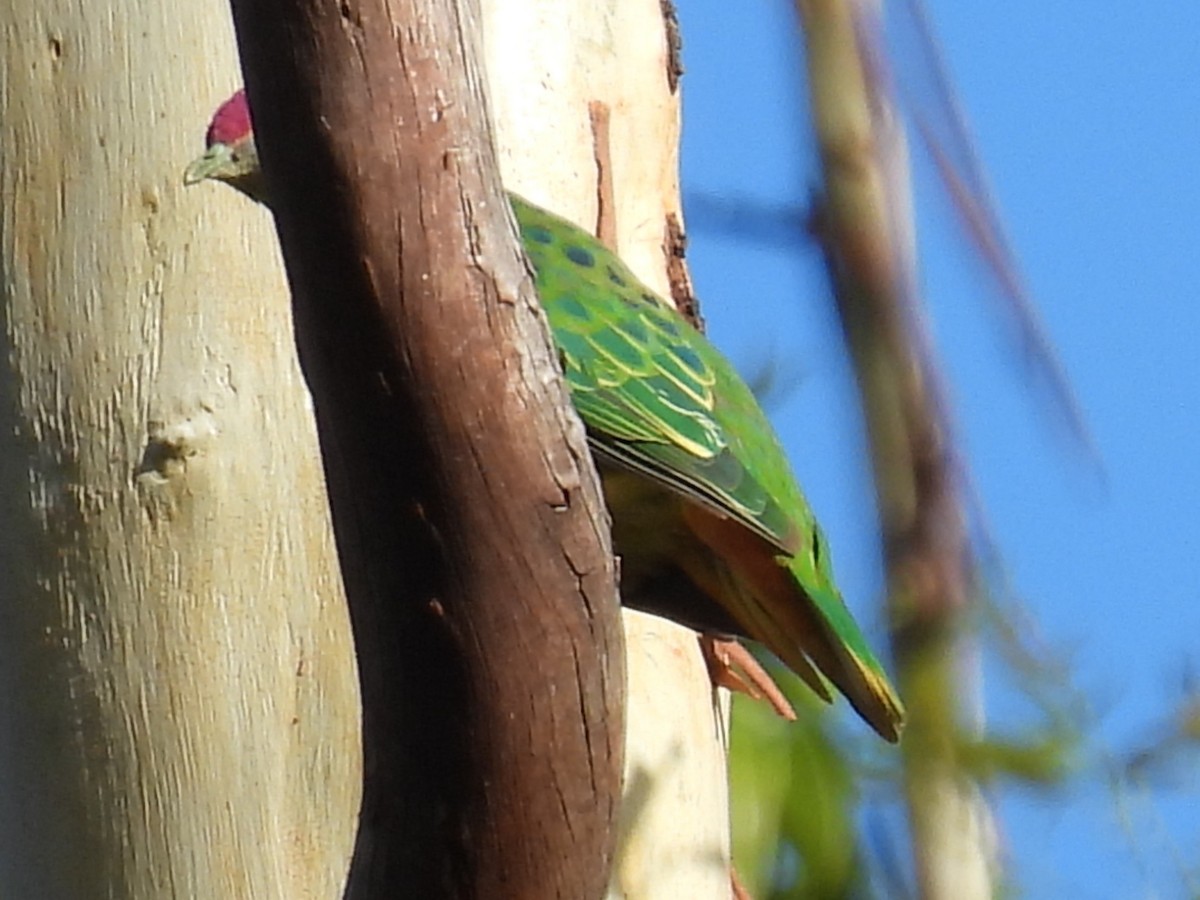 Rose-crowned Fruit-Dove - ML646277351