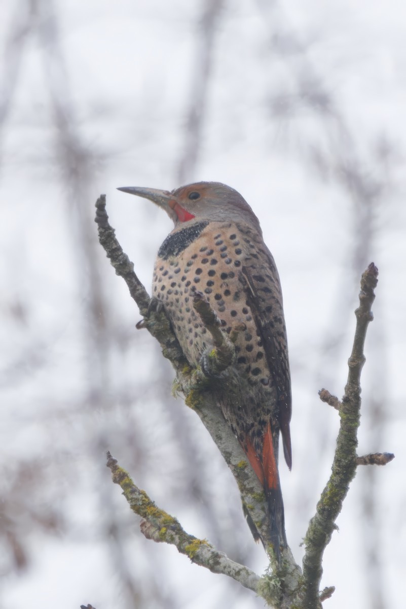 Northern Flicker - ML646277352
