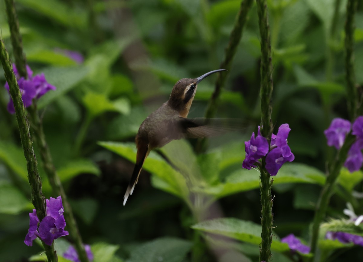 Gray-chinned Hermit - ML646277353