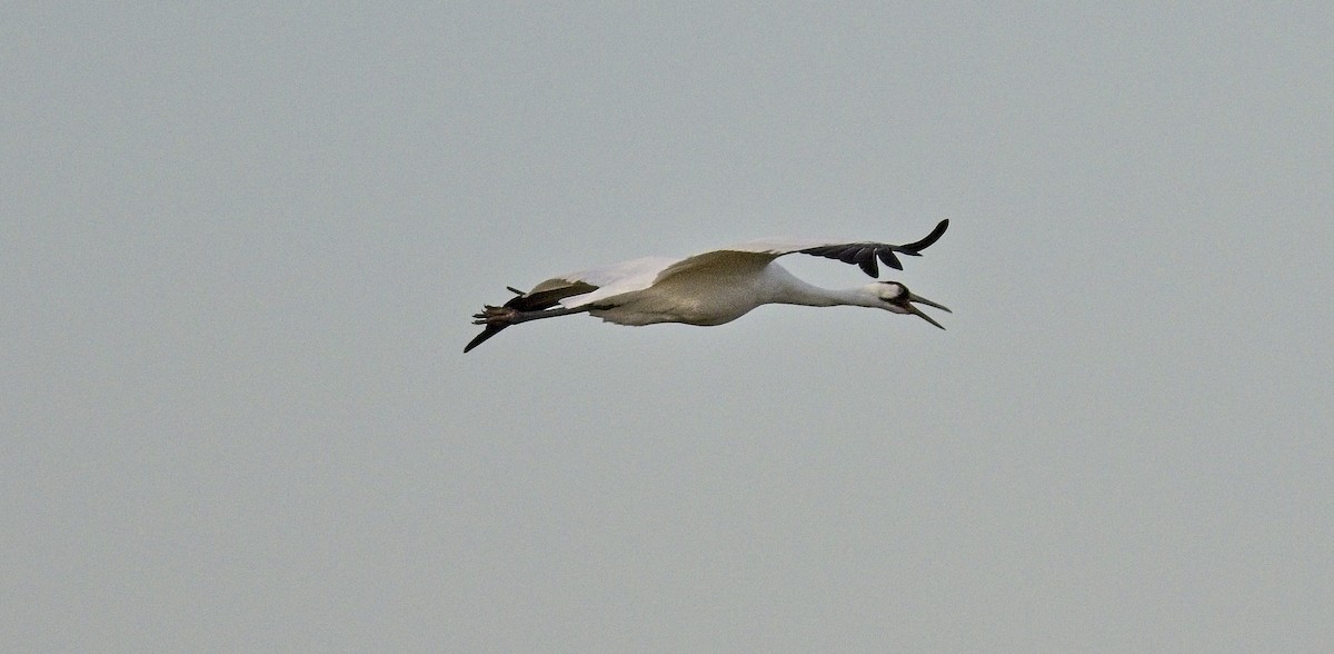 Whooping Crane - ML646277354