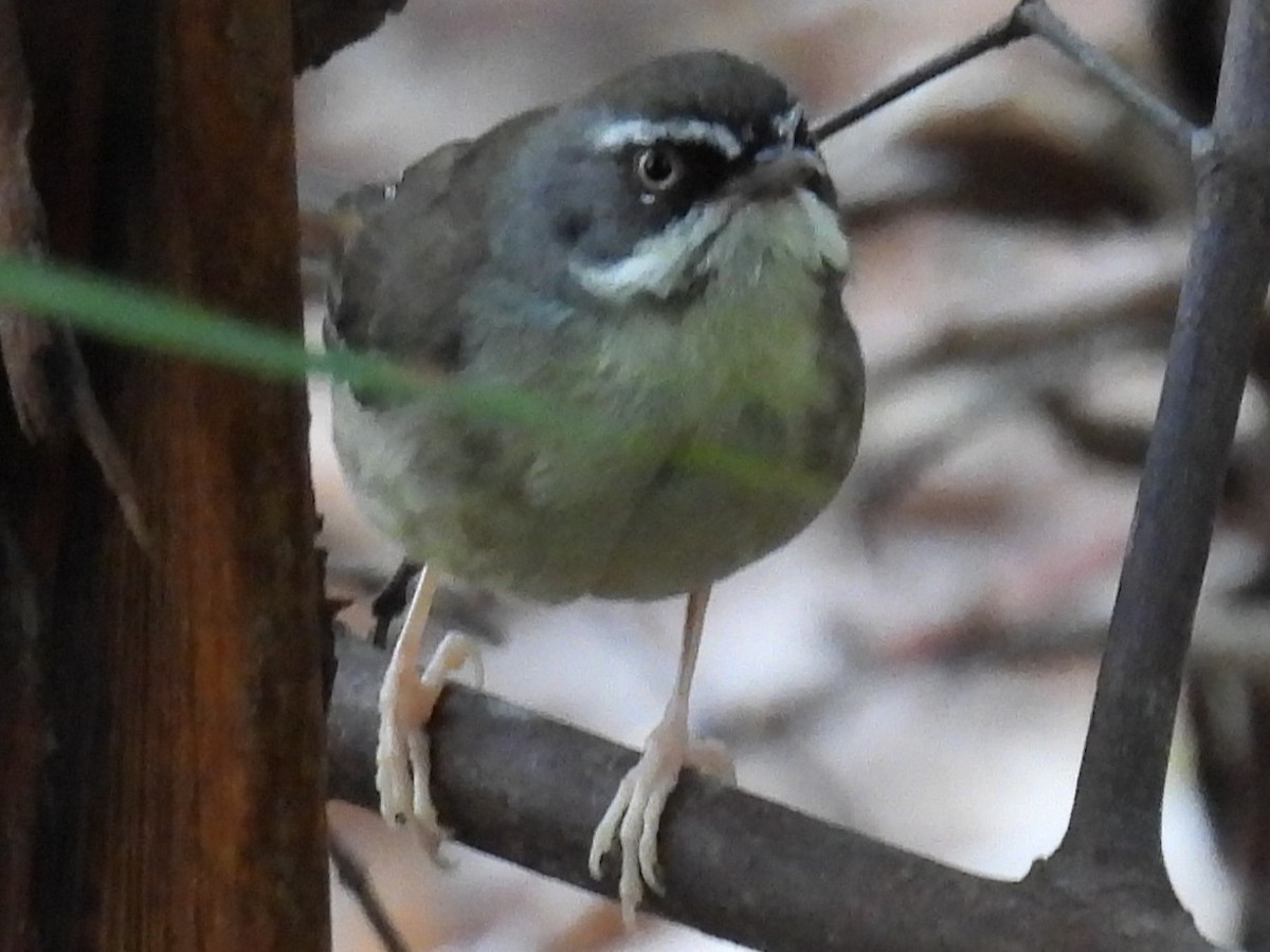 White-browed Scrubwren (Buff-breasted) - ML646277356