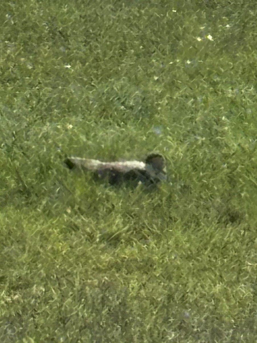 Masked Lapwing - ML646277358