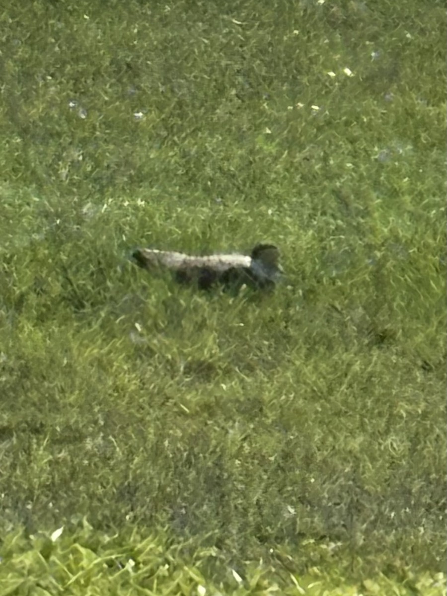 Masked Lapwing - ML646277359