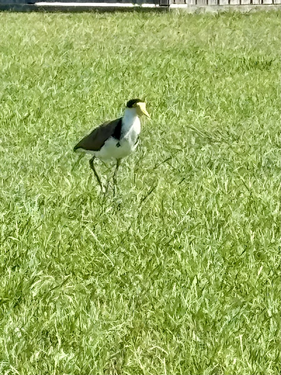 Masked Lapwing - ML646277360