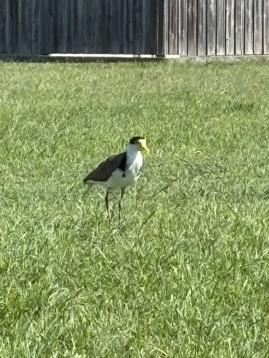 Masked Lapwing - ML646277361