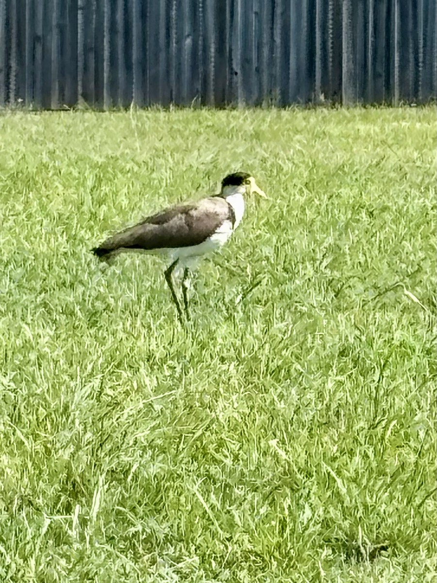 Masked Lapwing - ML646277362