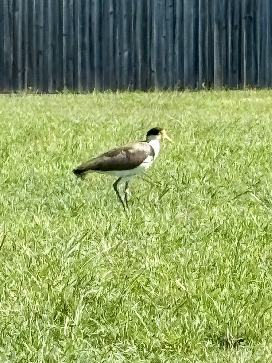 Masked Lapwing - ML646277363