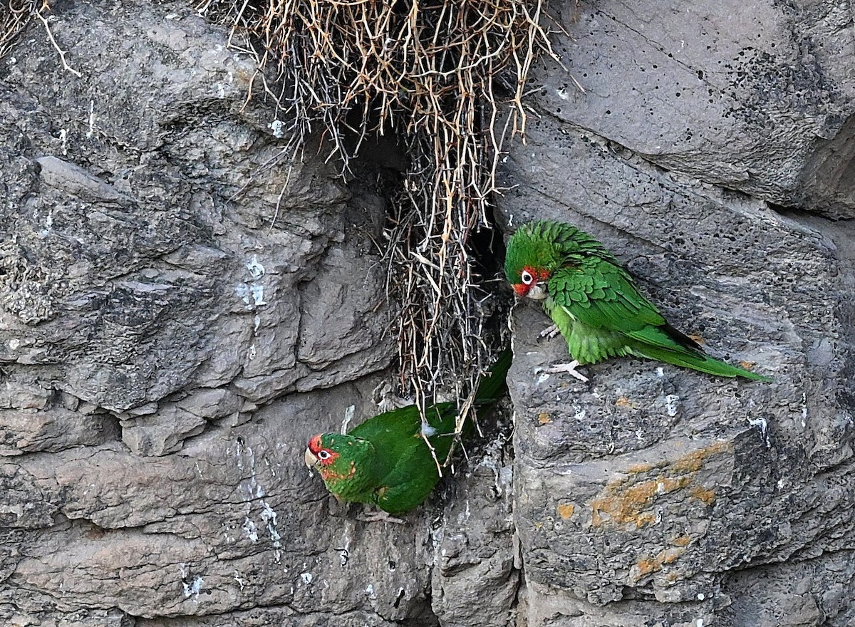 Mitred Parakeet - ML646277364