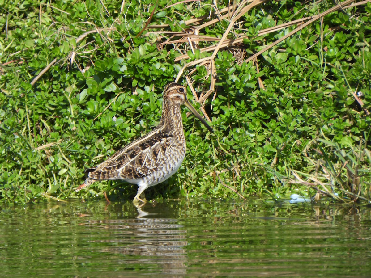 Wilson's Snipe - ML646277365