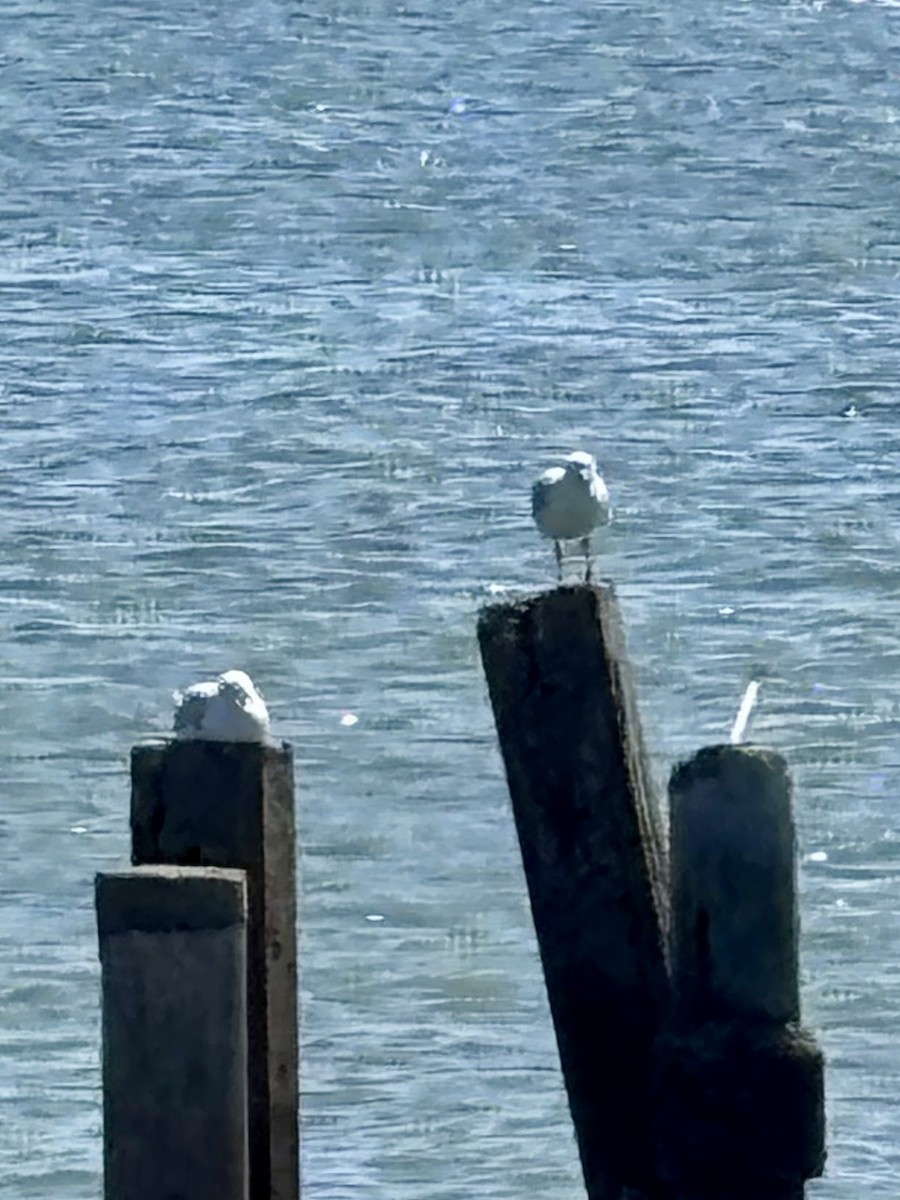 Silver Gull - ML646277366