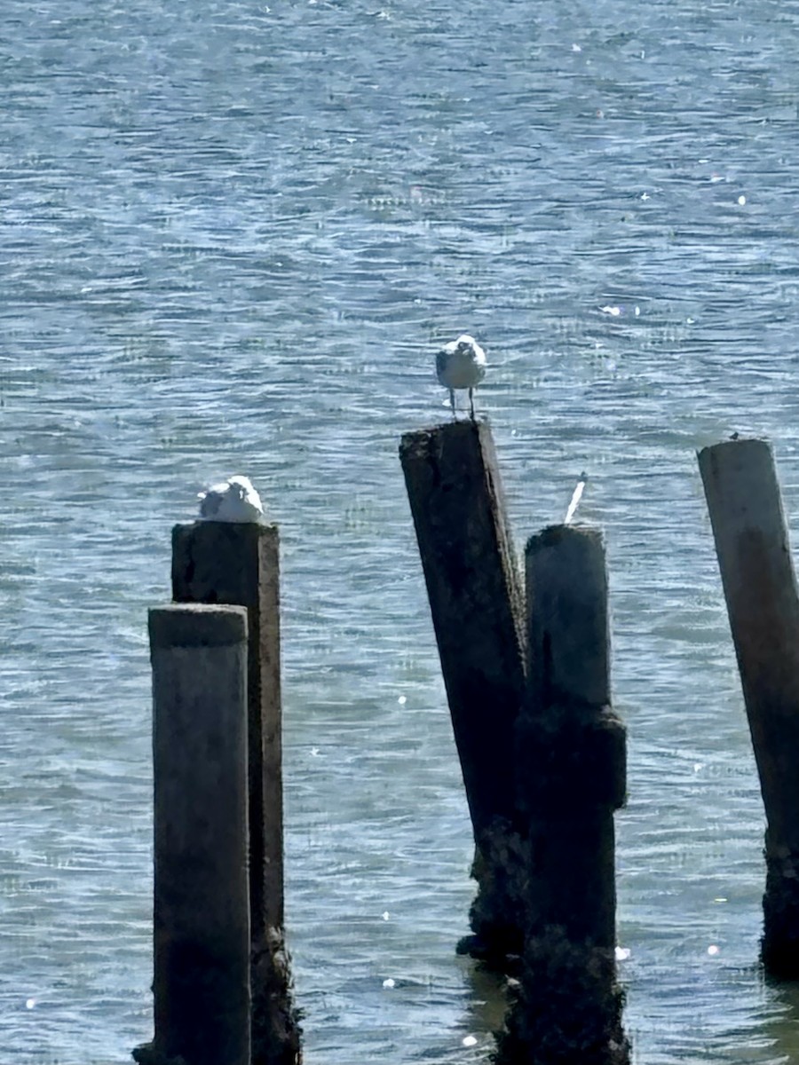 Silver Gull - ML646277367