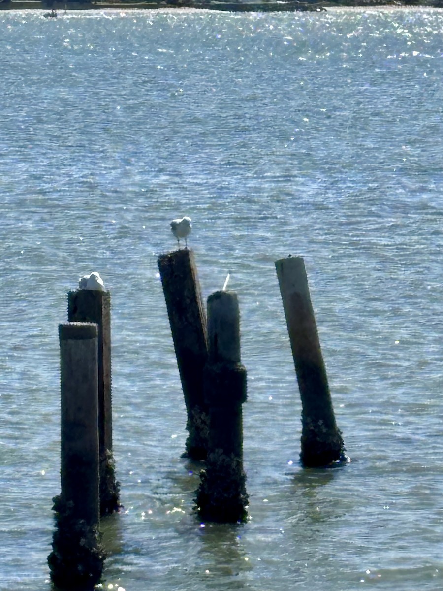 Silver Gull - ML646277368