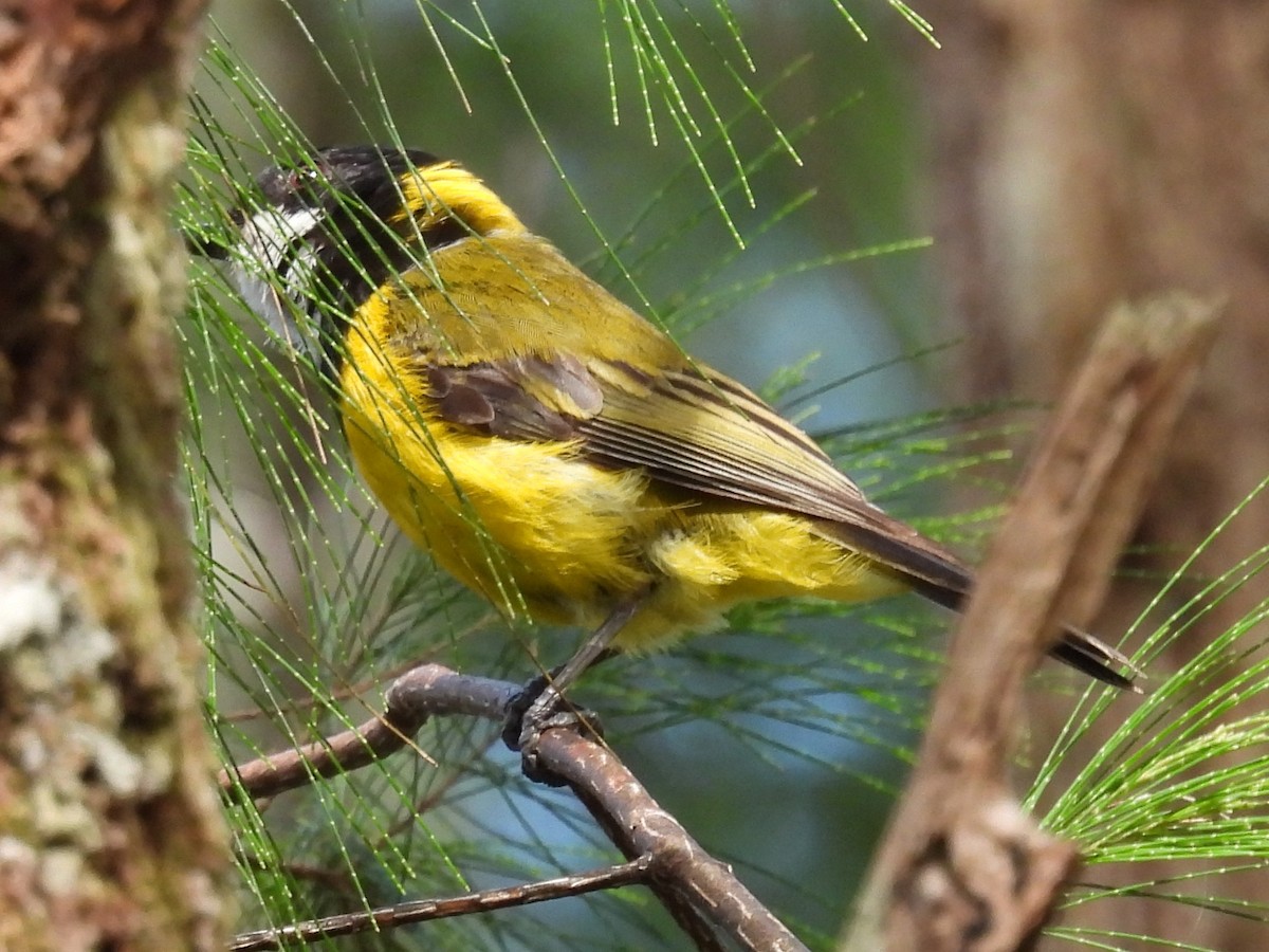 Golden Whistler (Eastern) - ML646277369