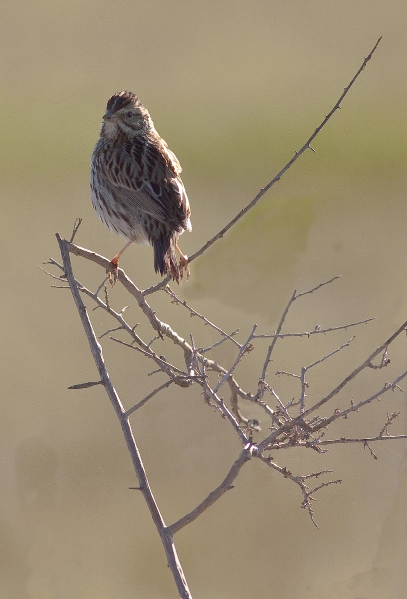 Savannah Sparrow - ML646277371