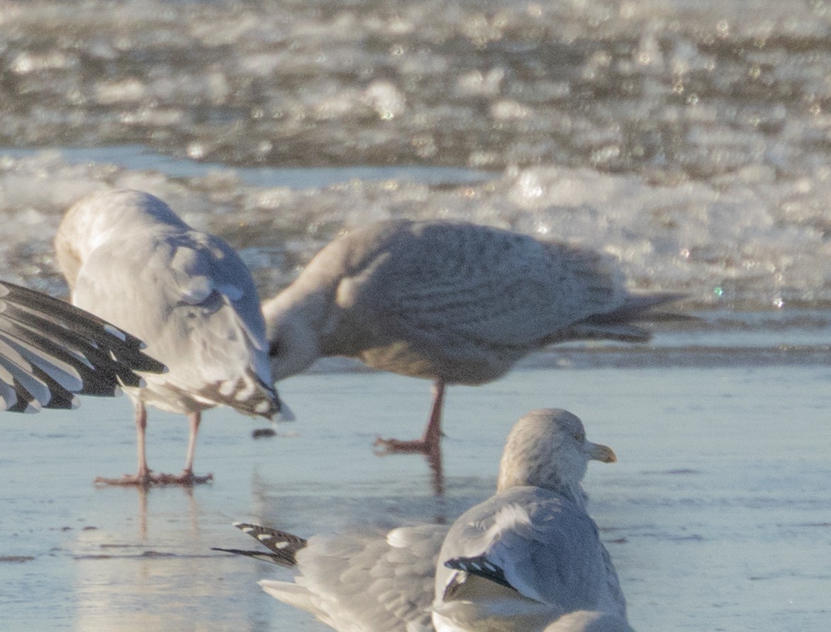 Iceland Gull - ML646277372